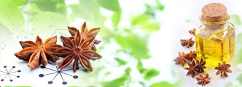 Hoa hồi chữa bệnh: “Mỏ vàng”  bị lãng quên